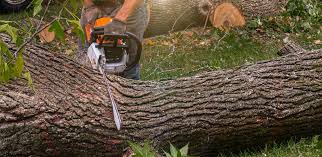 How Our Tree Care Process Works  in  Vinton, IA