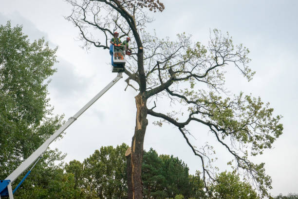 Vinton, IA Tree Services Company